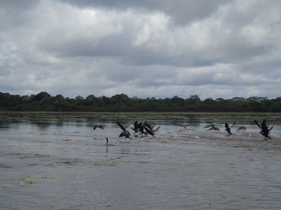 Caño negro